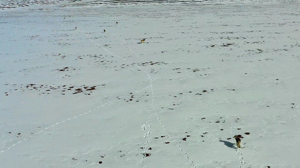 天地一色，狼群在雪地里不斷地向前奔跑。