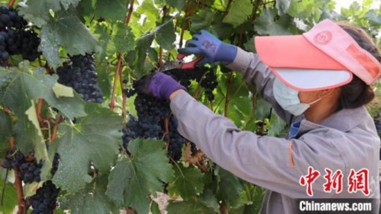 圖為當?shù)卮迕癫烧咸?。　山南桑日縣委宣傳部提供