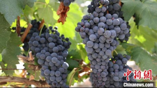 圖為桑日縣種植的葡萄。　山南桑日縣委宣傳部提供