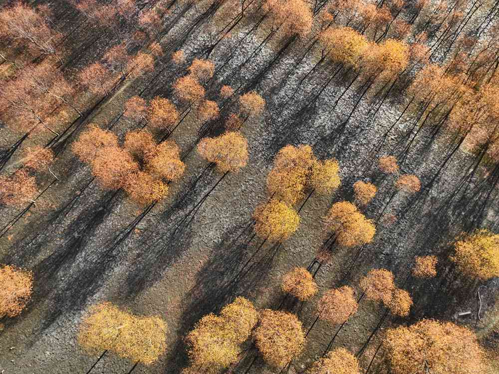 入冬時(shí)節(jié)，雅魯藏布江畔的樹林一片金黃。