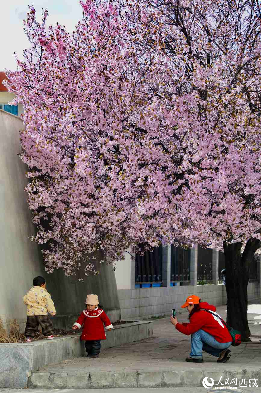 桃林下，拉薩市民游客樂(lè)享春光。人民網(wǎng)記者 次仁羅布攝