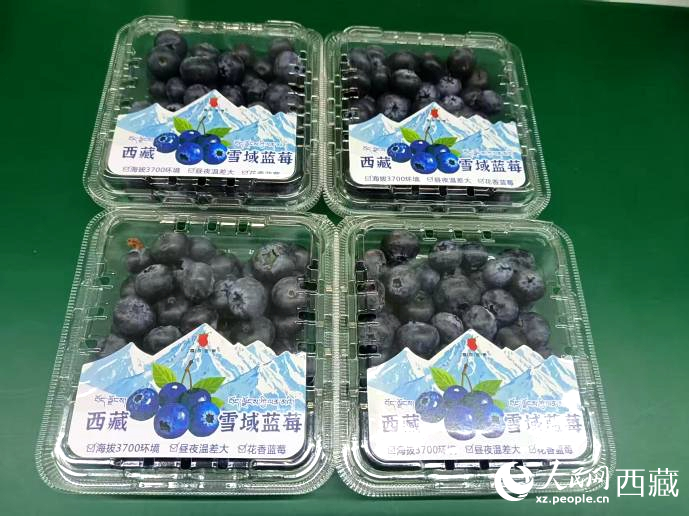 西藏雪域藍(lán)莓。羅雨欣攝
