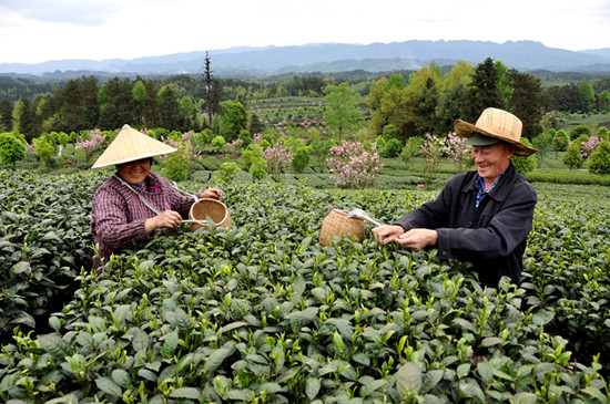 貴州省湄潭縣大力發(fā)展茶葉產(chǎn)業(yè)，60萬畝生態(tài)茶園實現(xiàn)了“綠水青山變成金山銀山”，生態(tài)與經(jīng)濟協(xié)調發(fā)展。圖為湄潭縣湄江街道金花村茶農(nóng)采茶 瞿欣含攝 _副本.jpg