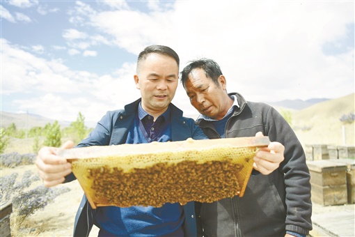 伍國強(qiáng)在蜂場實(shí)地指導(dǎo)蜂農(nóng) 圖片來源：湖南日報.jpg