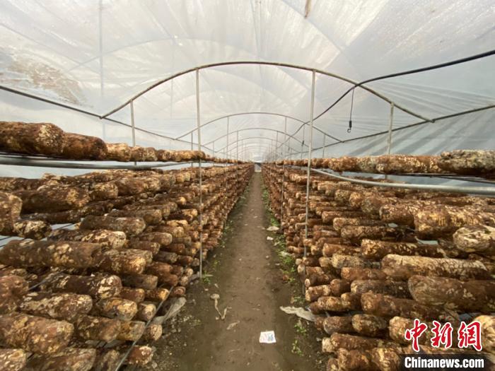 圖為基地里的食用菌菌棒?！Ⅸi 攝