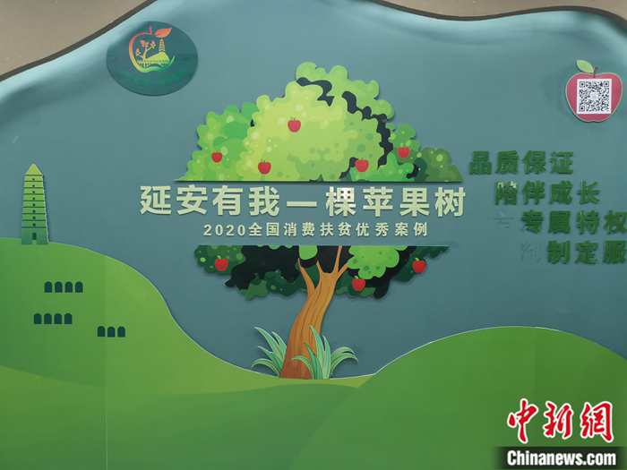 “延安有我一棵蘋(píng)果樹(shù)”。<a target='_blank'  ><p  align=