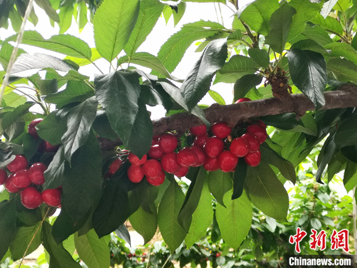 陜西省子長市盛宇現(xiàn)代農(nóng)業(yè)示范園內(nèi)，櫻桃鮮艷欲滴。<a target='_blank'  ><p  align=