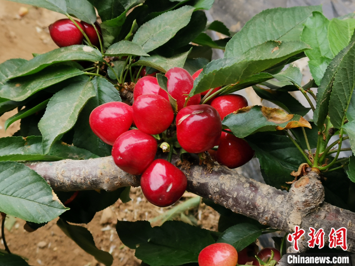 陜西省子長市盛宇現(xiàn)代農(nóng)業(yè)示范園內(nèi)，櫻桃鮮艷欲滴。<a target='_blank'  ><p  align=