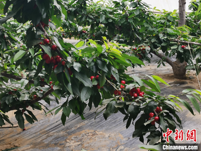陜西省子長市盛宇現(xiàn)代農(nóng)業(yè)示范園內(nèi)，櫻桃鮮艷欲滴。<a target='_blank'  ><p  align=